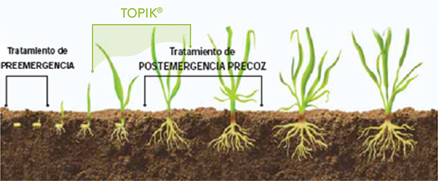 momento aplicación TOPIK